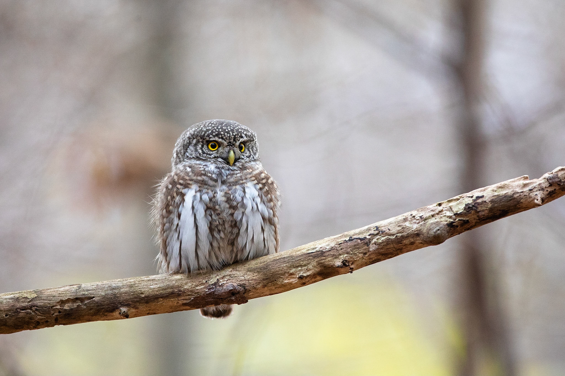 Sparvuggla / Eurasian Pygmy Owl, Alnarpsparken 2018