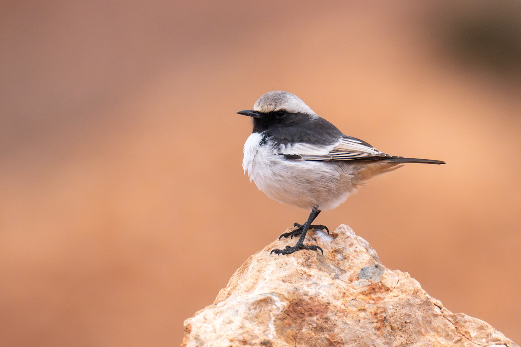 Red-rumped Wheatear / Berberstenskvätta, Boulmalne Dades Morocco 2024