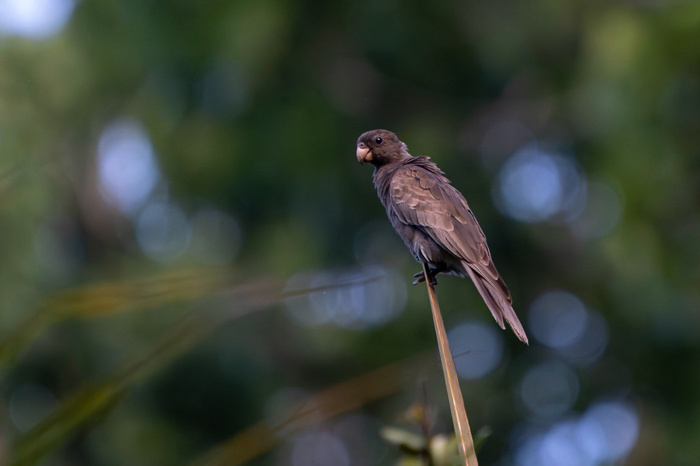 Seychellvasapapegoja / Seychelles Black Parrot, Baie Saint Anne, Praslin Seychelles 2023