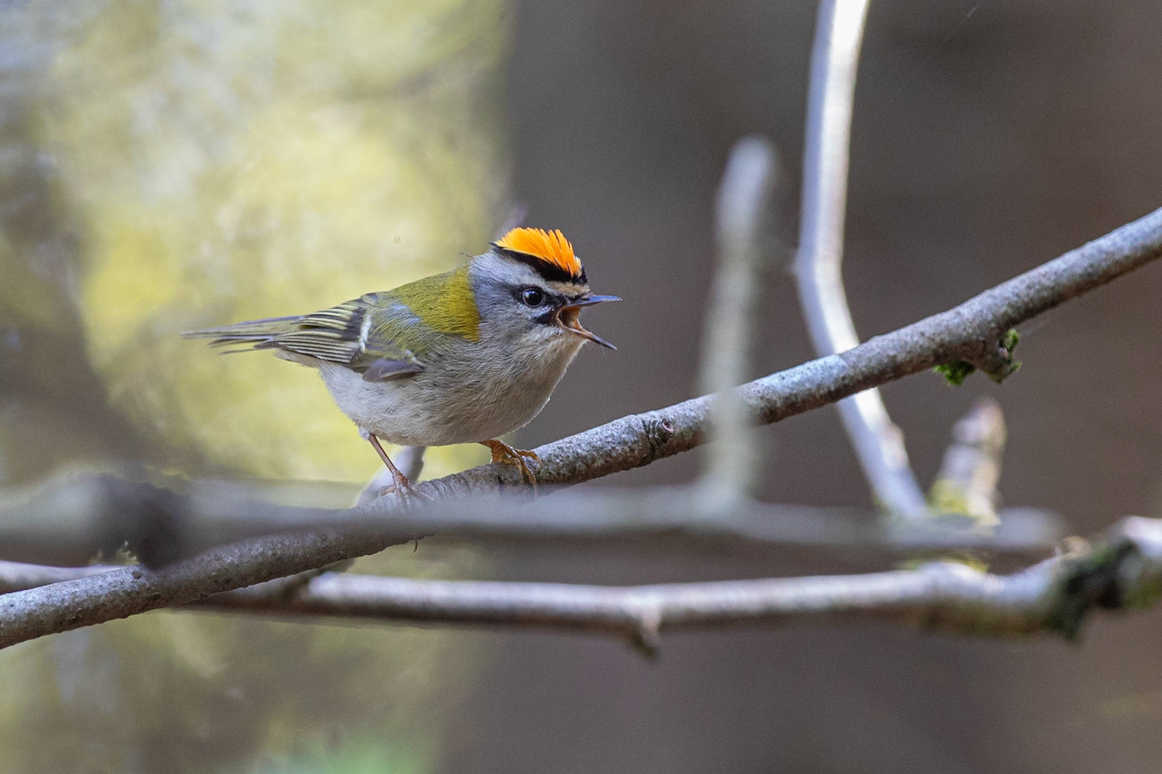 Brandkronad kungsfågel / Firecrest, Traneröds mosse 2020