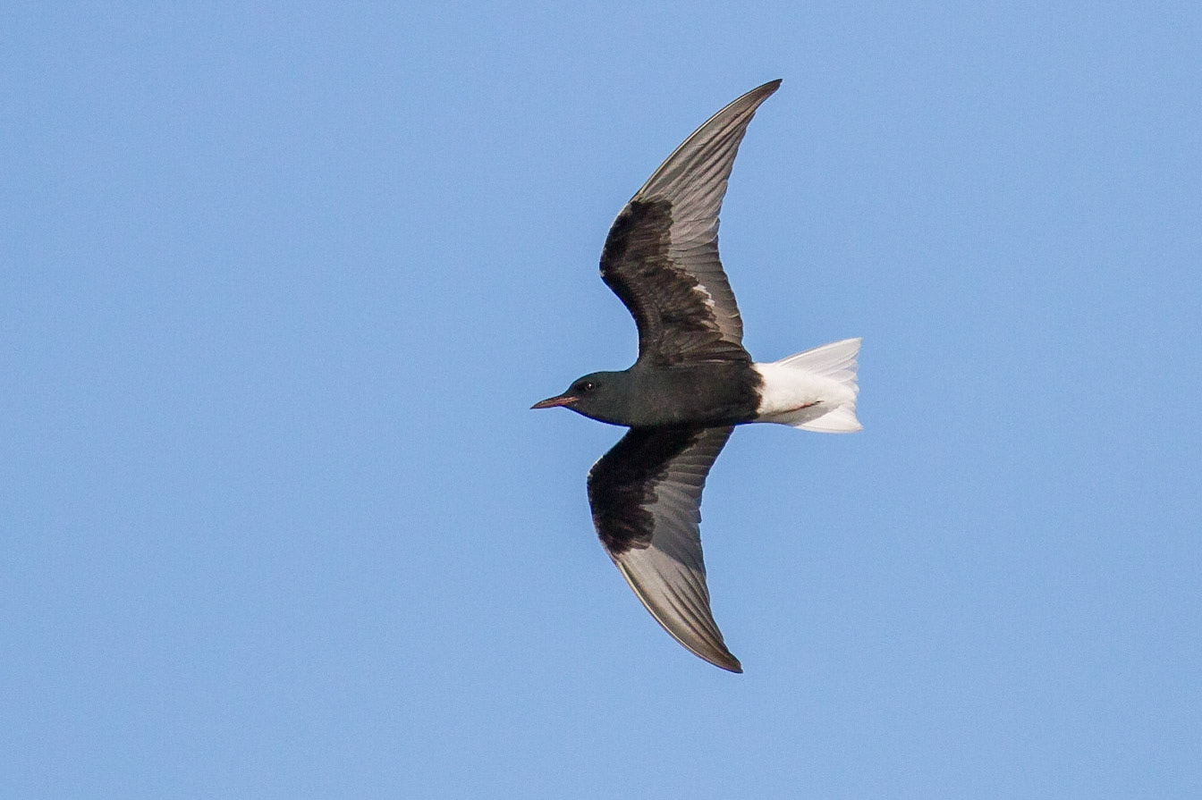 Vitvingad tärna / White-winged Tern, Nöbbelövs mosse 2014