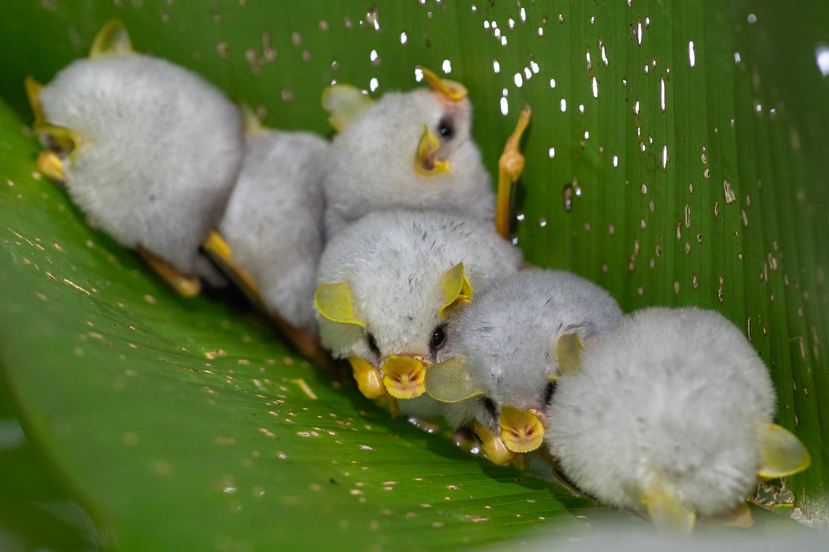 Honduran White Bat, Frog Heaven, Costa Rica 2024