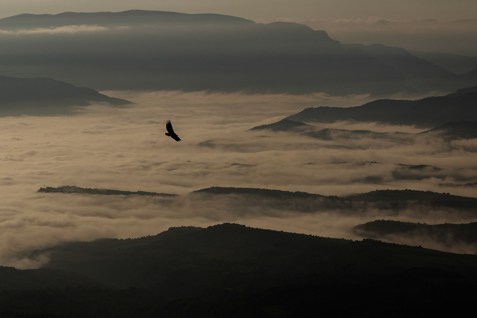 Gåsgam / Eurasian Griffon Vulture, Tremp Spanien 2017