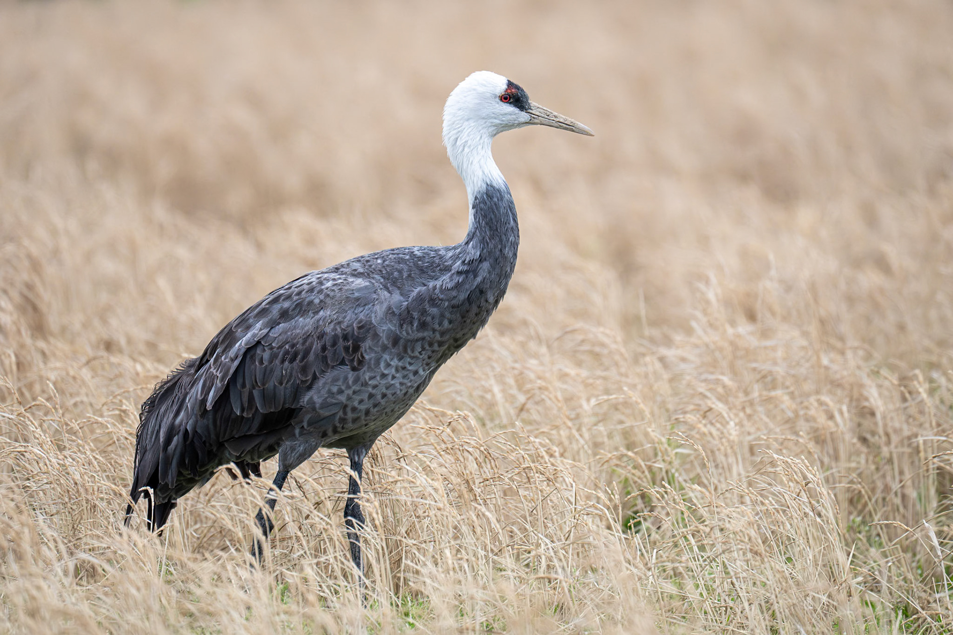 Munktrana / Hooded Crane, Izumi, Japan 2025
