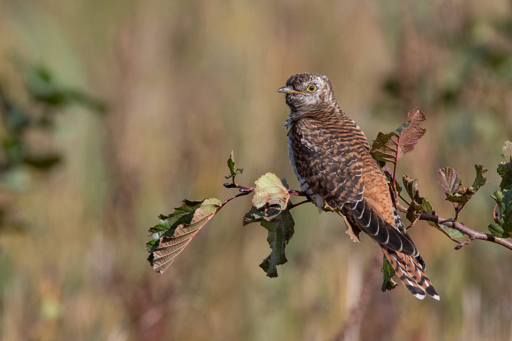 Gök / Common Cuckoo, Krankesjön 2018