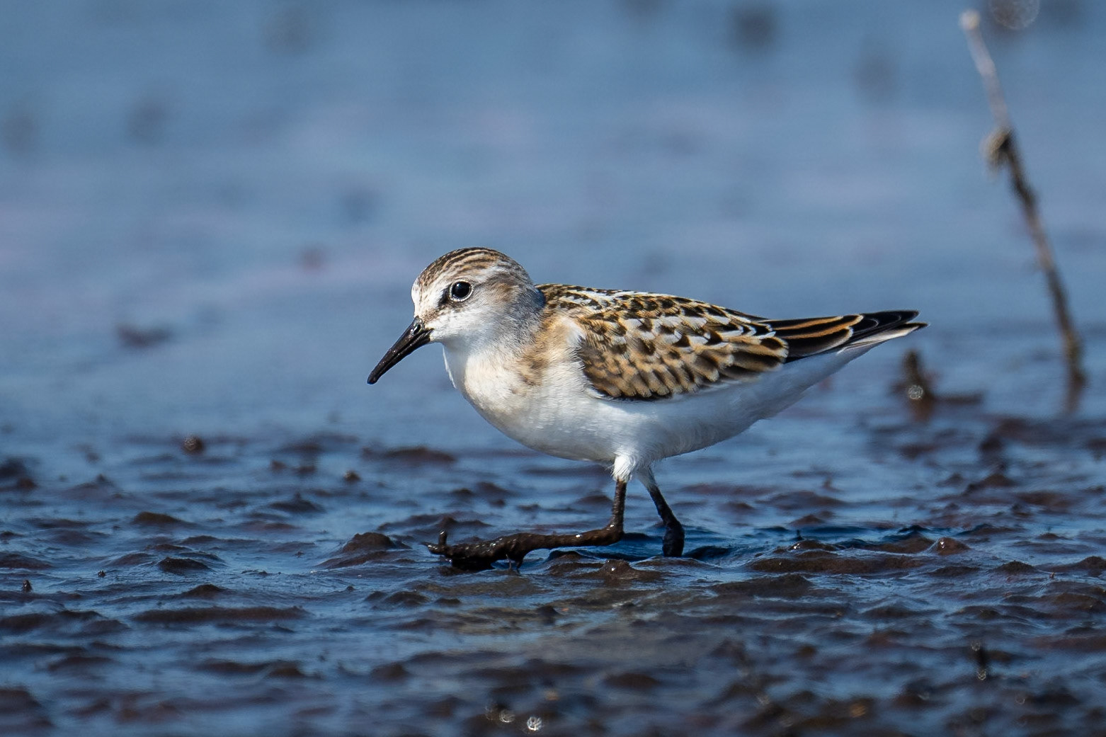 Småsnäppa / Little Stint, Äspet 2024