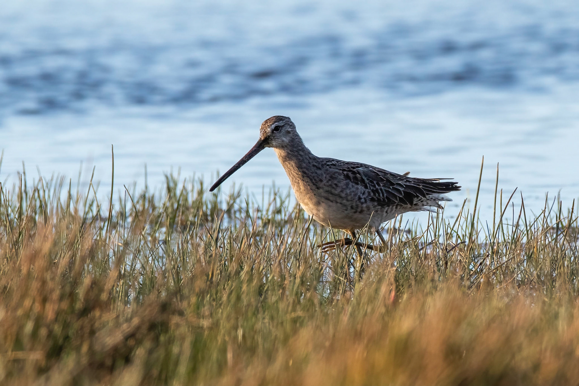 Större beckasinsnäppa / Long-billed Dowitcher, Påarp 2018