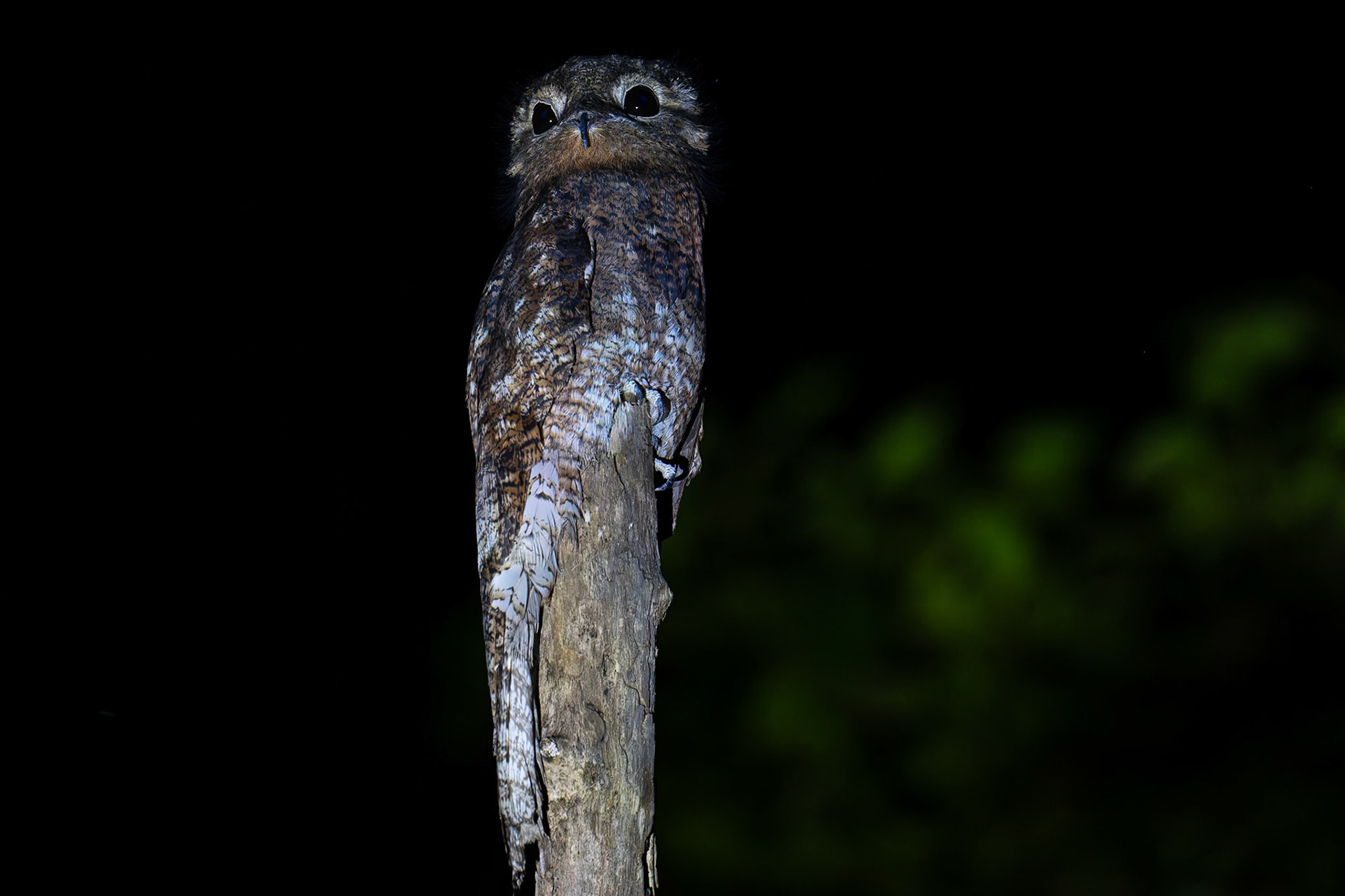 Great Potoo / Större poto, San Antonio, Costa Rica 2024