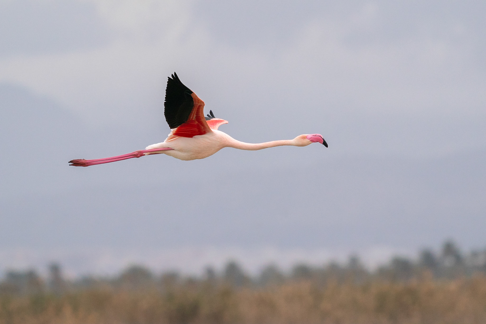 Större flamingo / Greater Flamingo, El Hondo, Spanien 2022