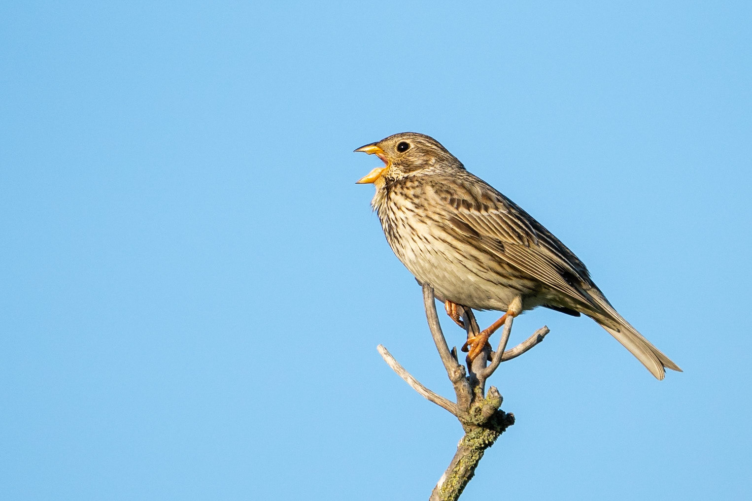 Kornsparv / Corn Bunting, Vikhög 2021