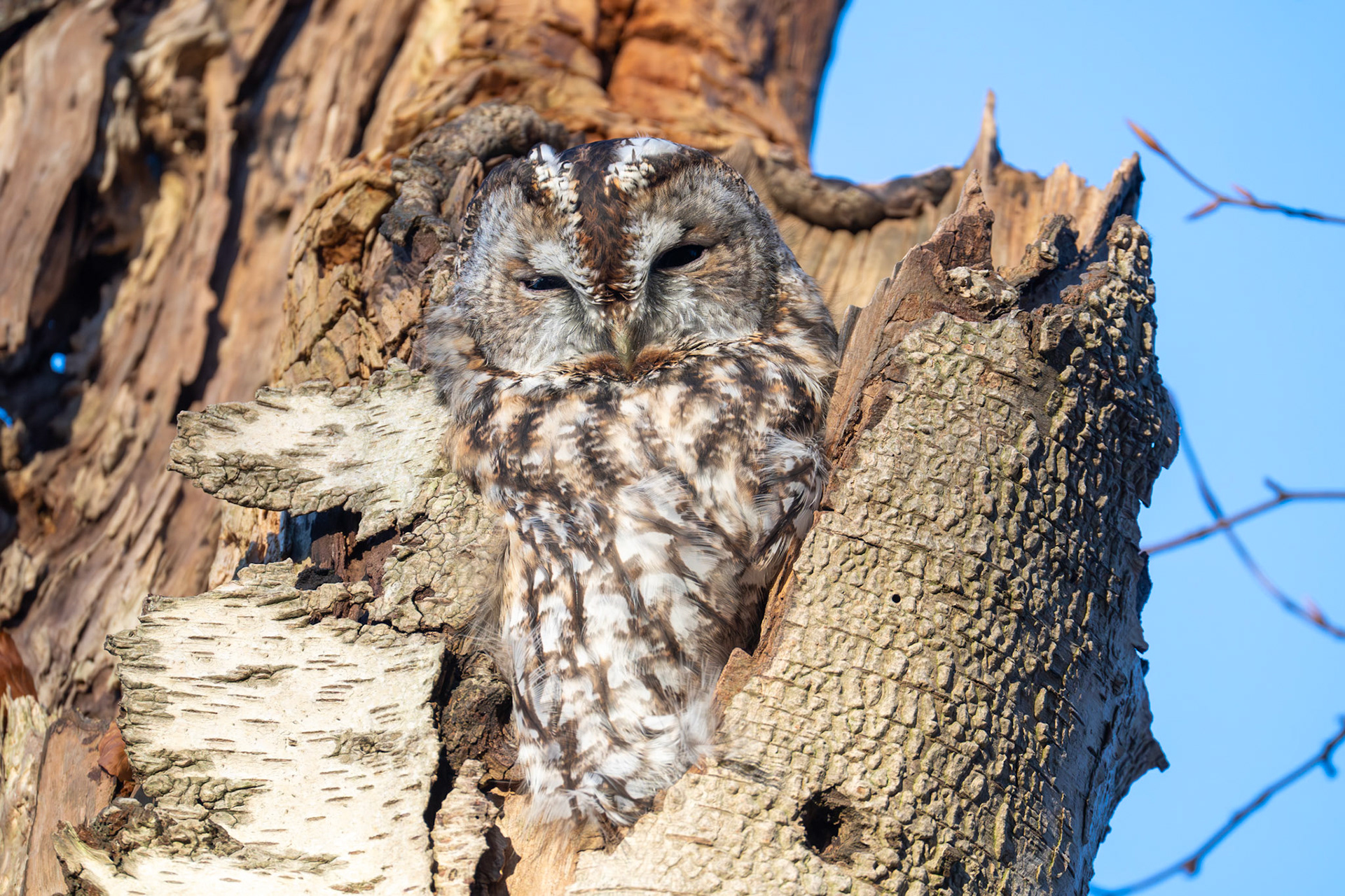 Kattuggla / Tawny Owl, Sofiero 2025