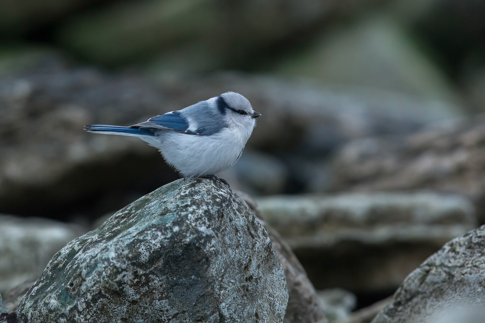 Azurmes / Azure Tit, Grönhögen 2016