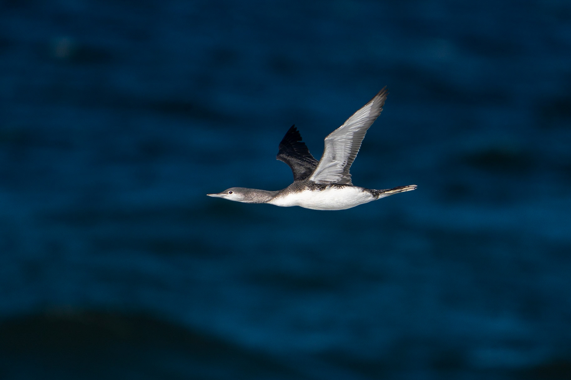 Smålom / Red-throated Diver, Hovs hallar 2021