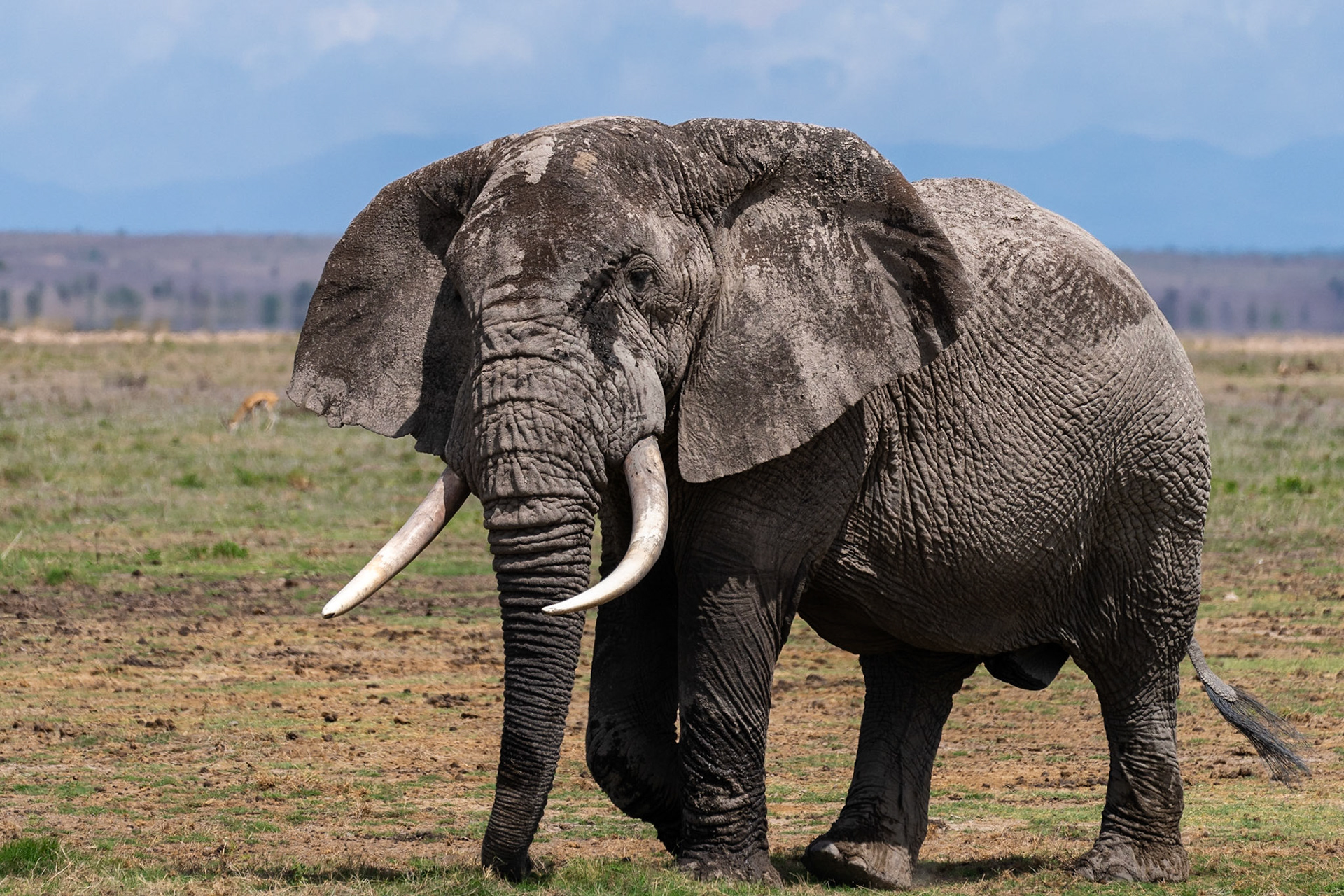African Elephant / Afrikansk elefant, Amboseli Kenya 2022
