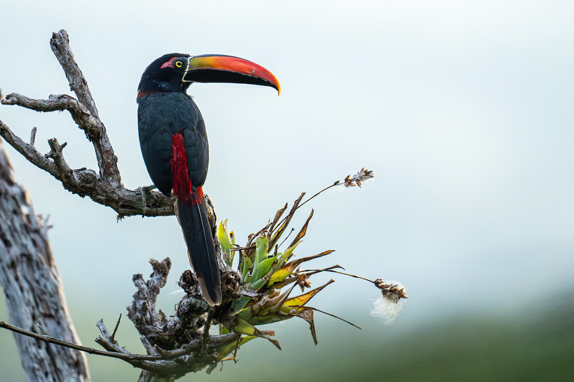 Fiery-billed Aracari / Eldnäbbsaraçari, Vila Tica, Costa Rica 2024
