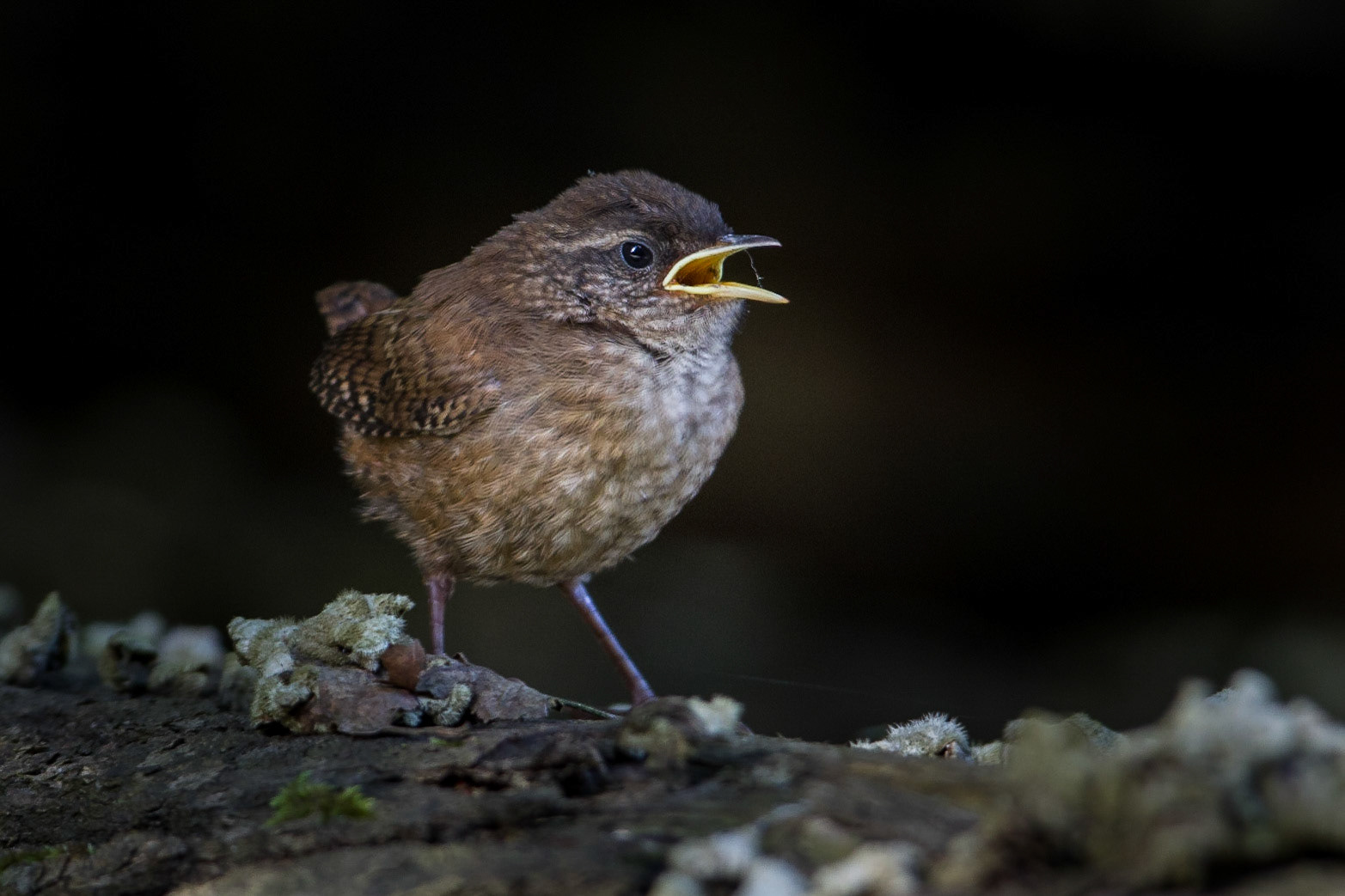 Gärdsmyg / Winter Wren, Brösarp 2014