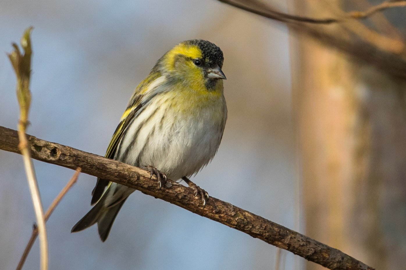 Grönsiska / Eurasian Siskin, Furulund 2017