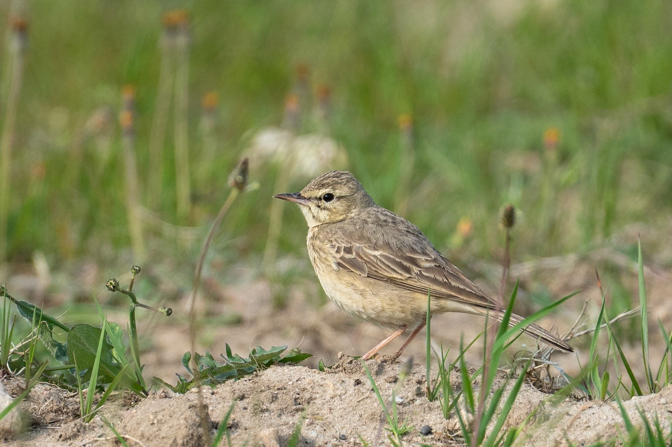 Fältpiplärka / Tawny Pipit, Knäbäcksdösen Ravlunda 2025