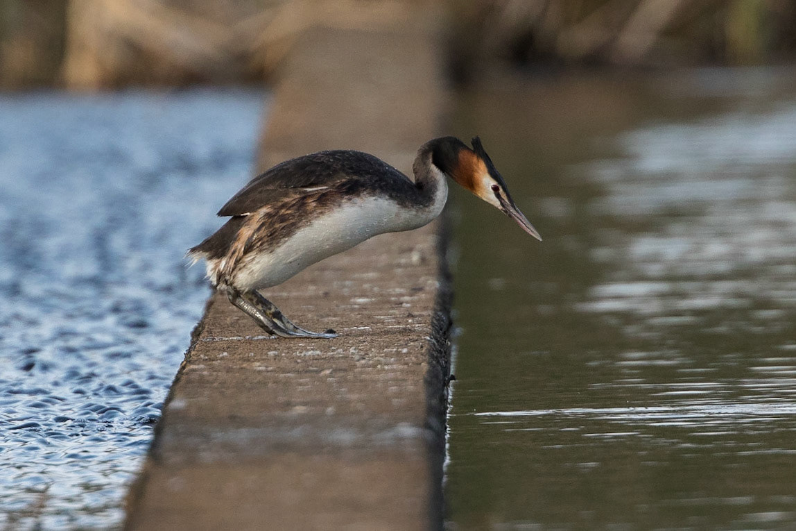 Skäggdopping / Great Crested Grebe, Lunds reningsverk 2017