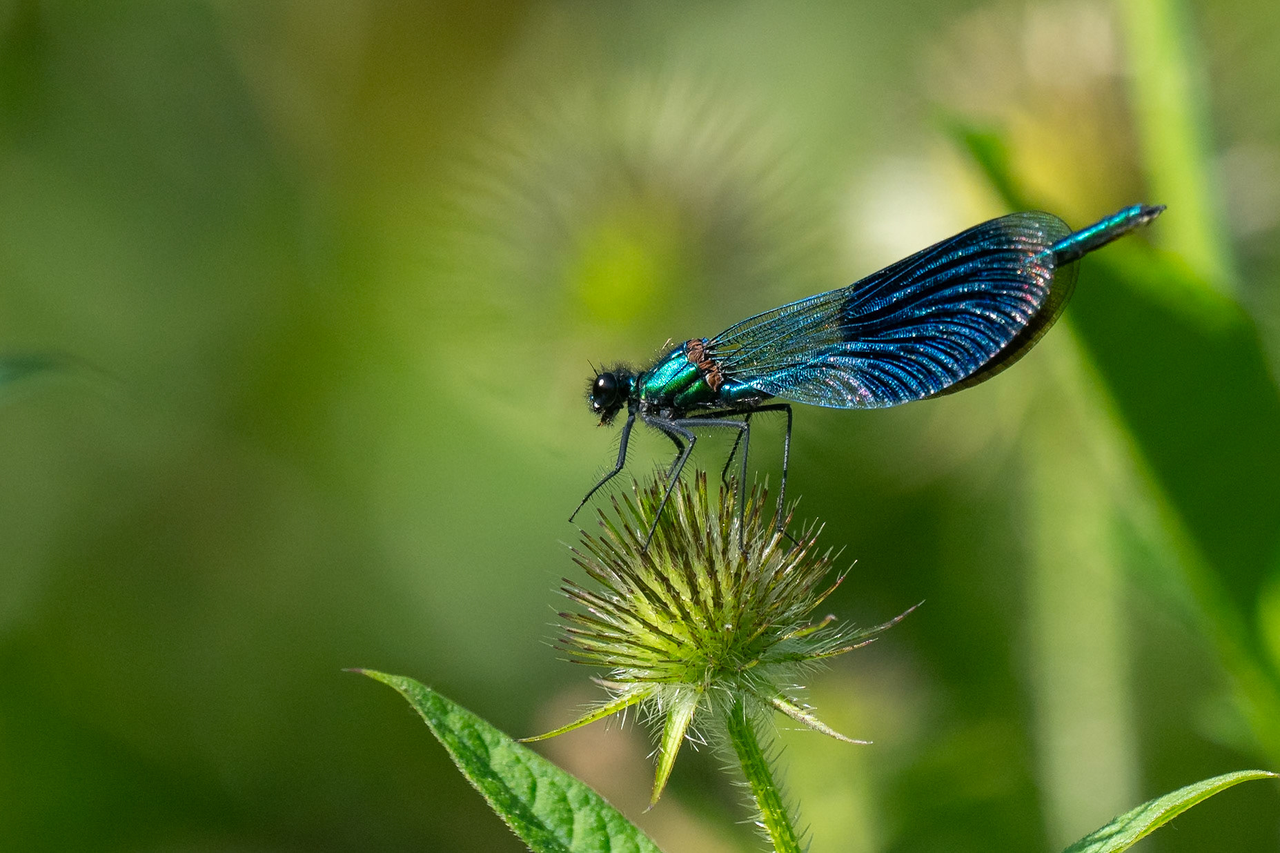 Blåbandad jungfuslända / Banded Demoiselle, Vallkärra 2024