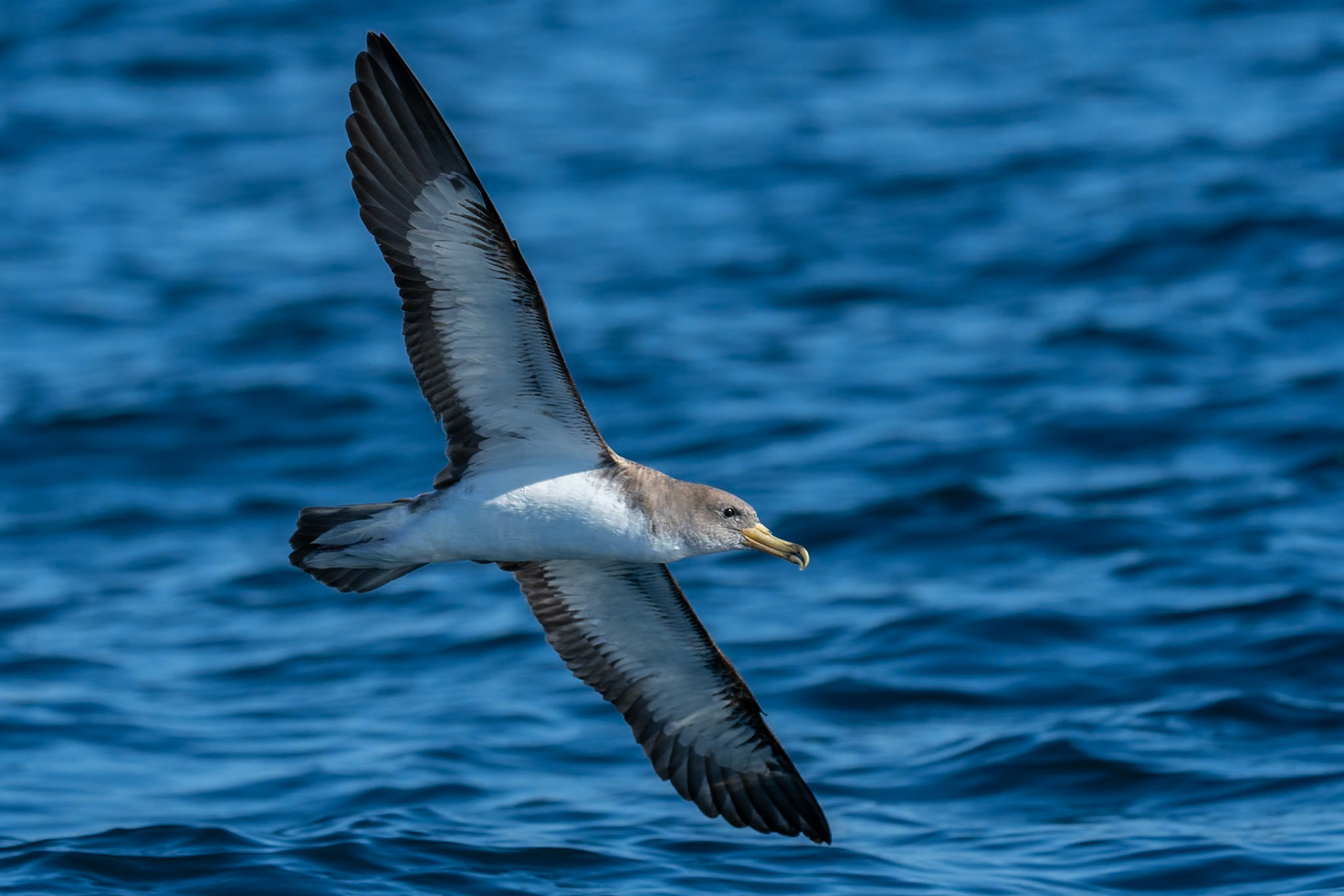 Gulnäbbad lira / Cory's Shearwater, Sagres Portugal 2023