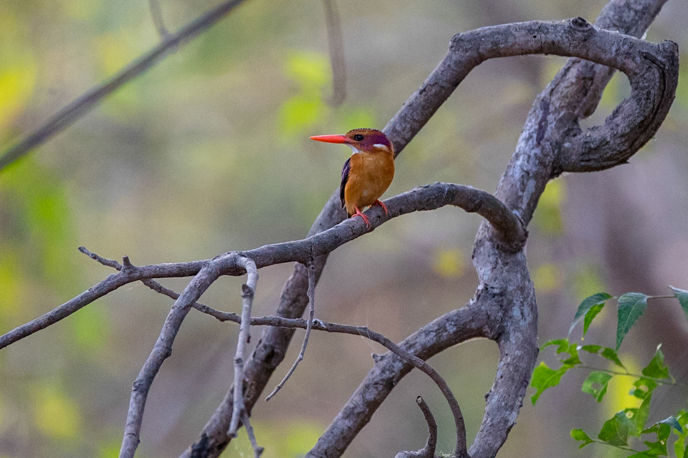 Pygmékungsfiskare / African Pygmy Kingfisher, Farasutong Forest, Gambia 2019
