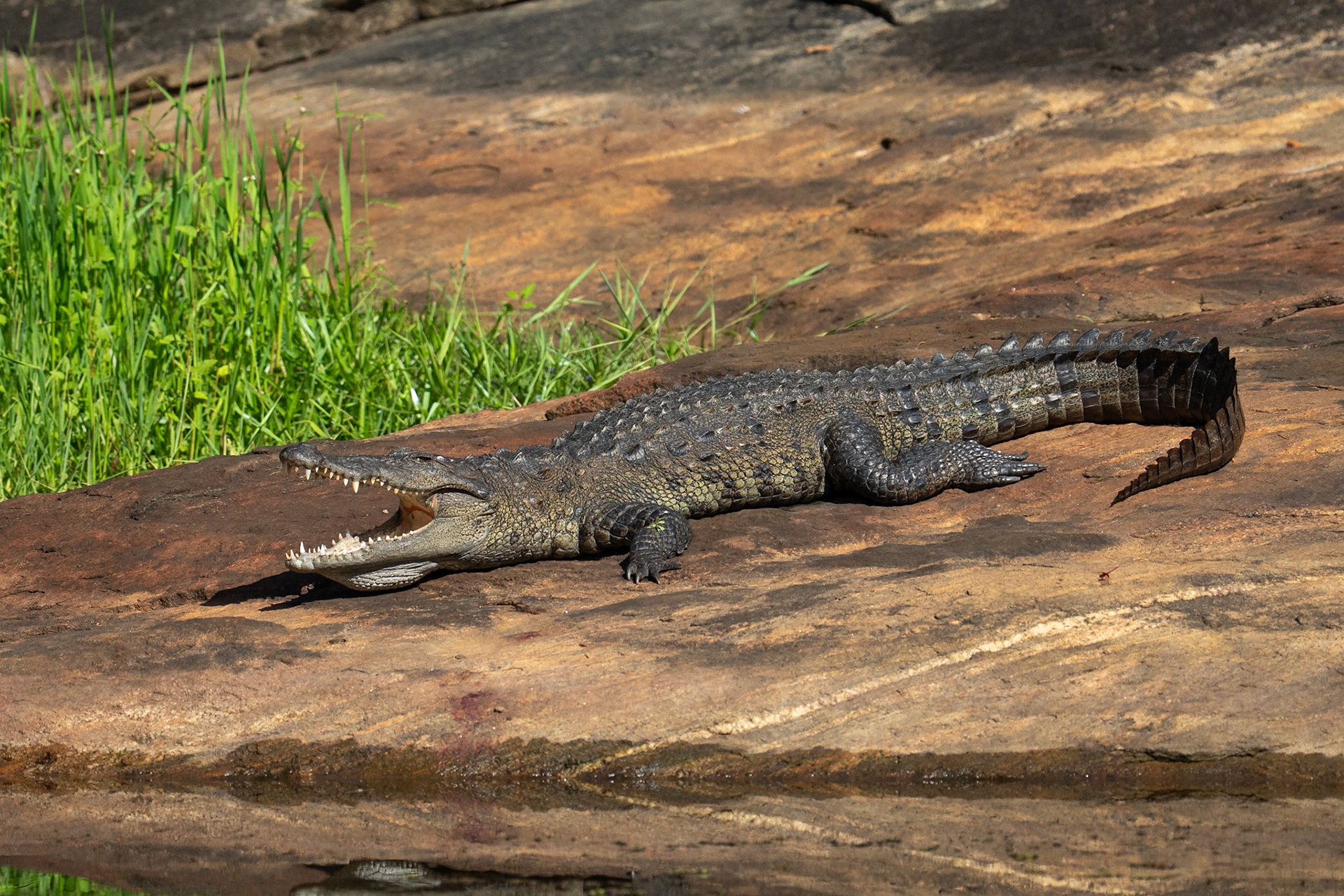 Mugger Crocodile / Sumpkrokodil, Sigiriya, Sri Lanka 2025