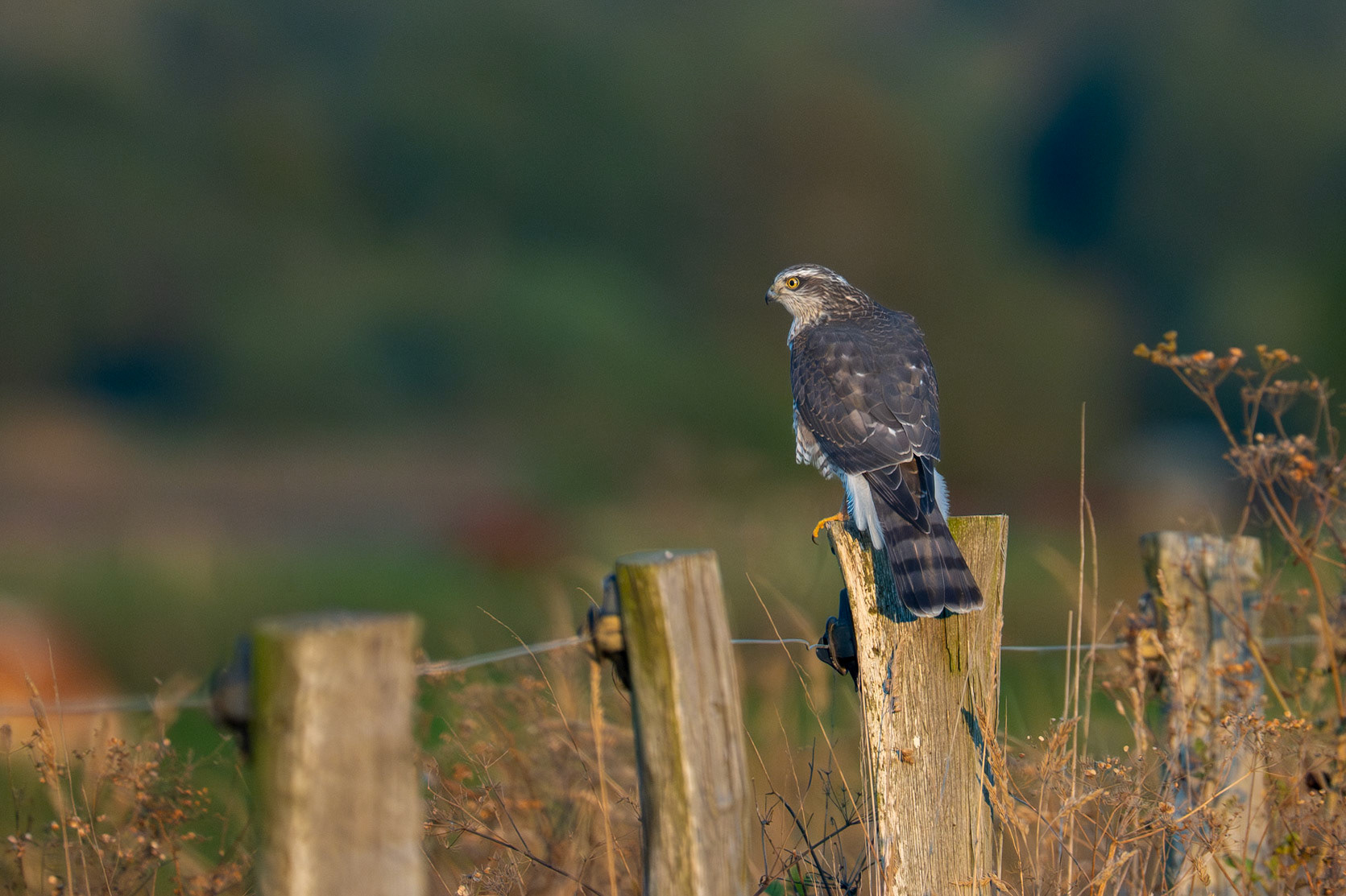 Sparvhök / Eurasian Sparrowhawk, Vombs ängar 2025