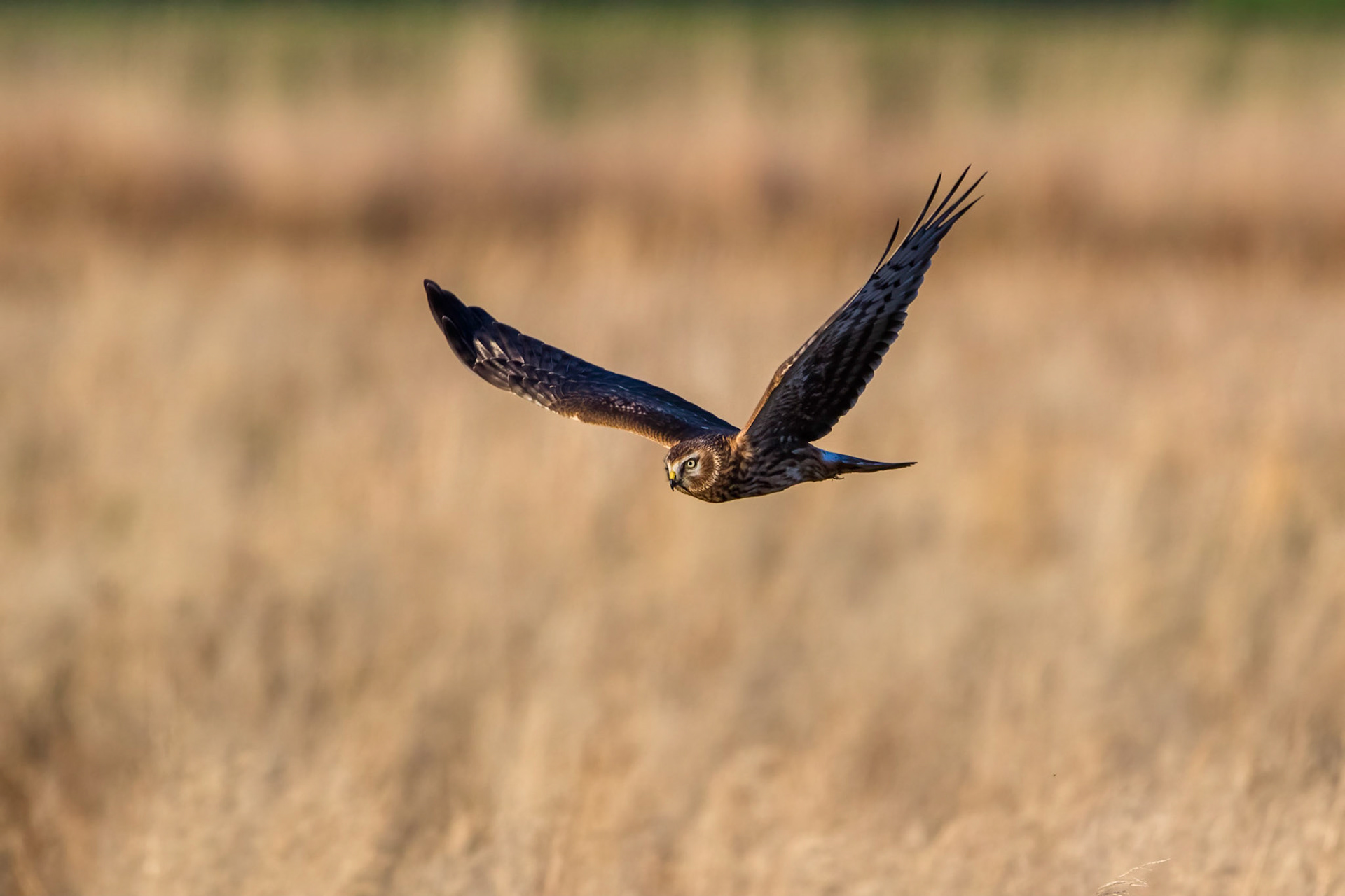 Blå kärrhök / Hen Harrier, Vikhög 2015