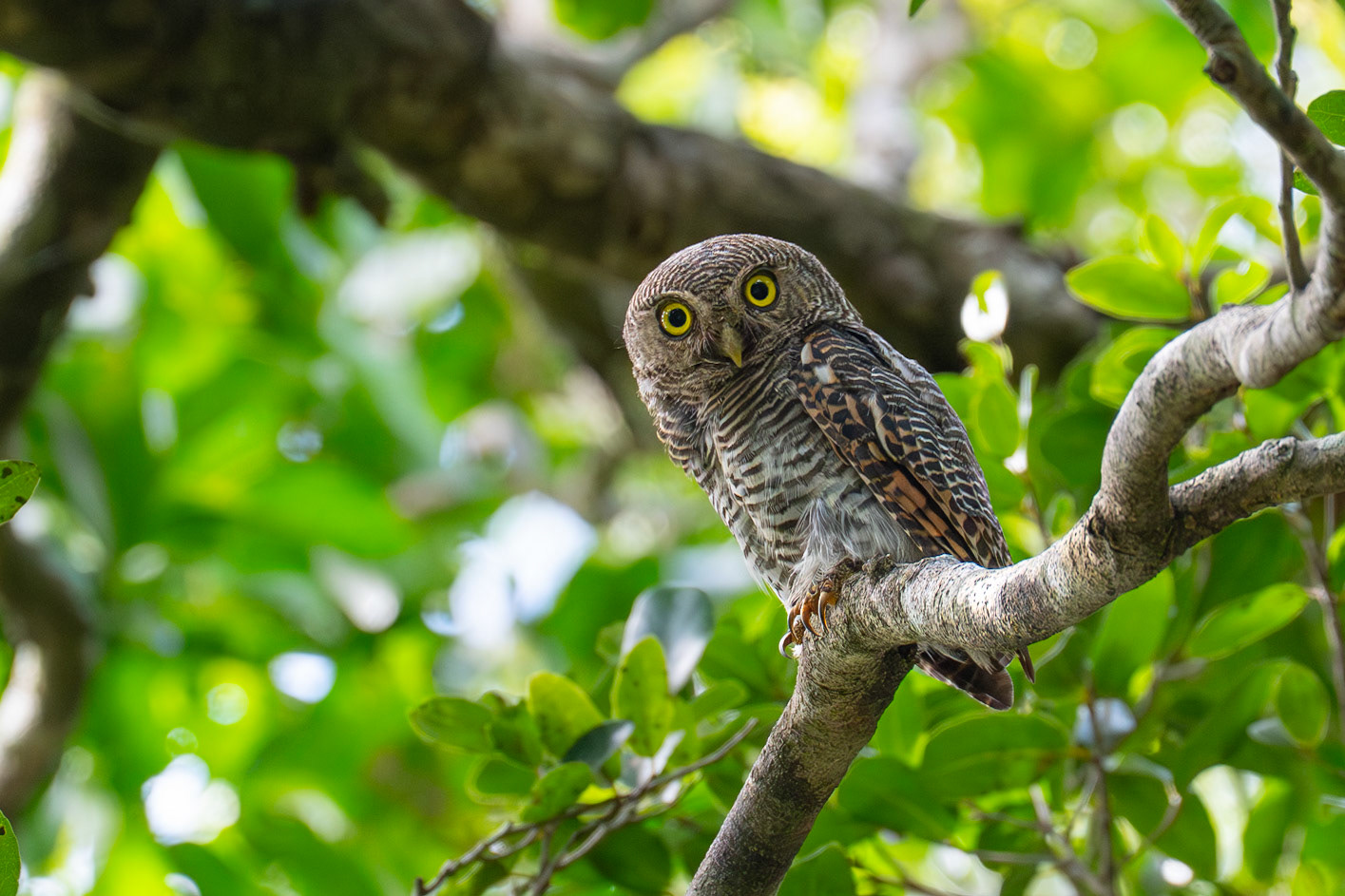 Jungle Owlet / Indisk sparvuggla, Lunugamwehere National Park, Sri Lanka 2025