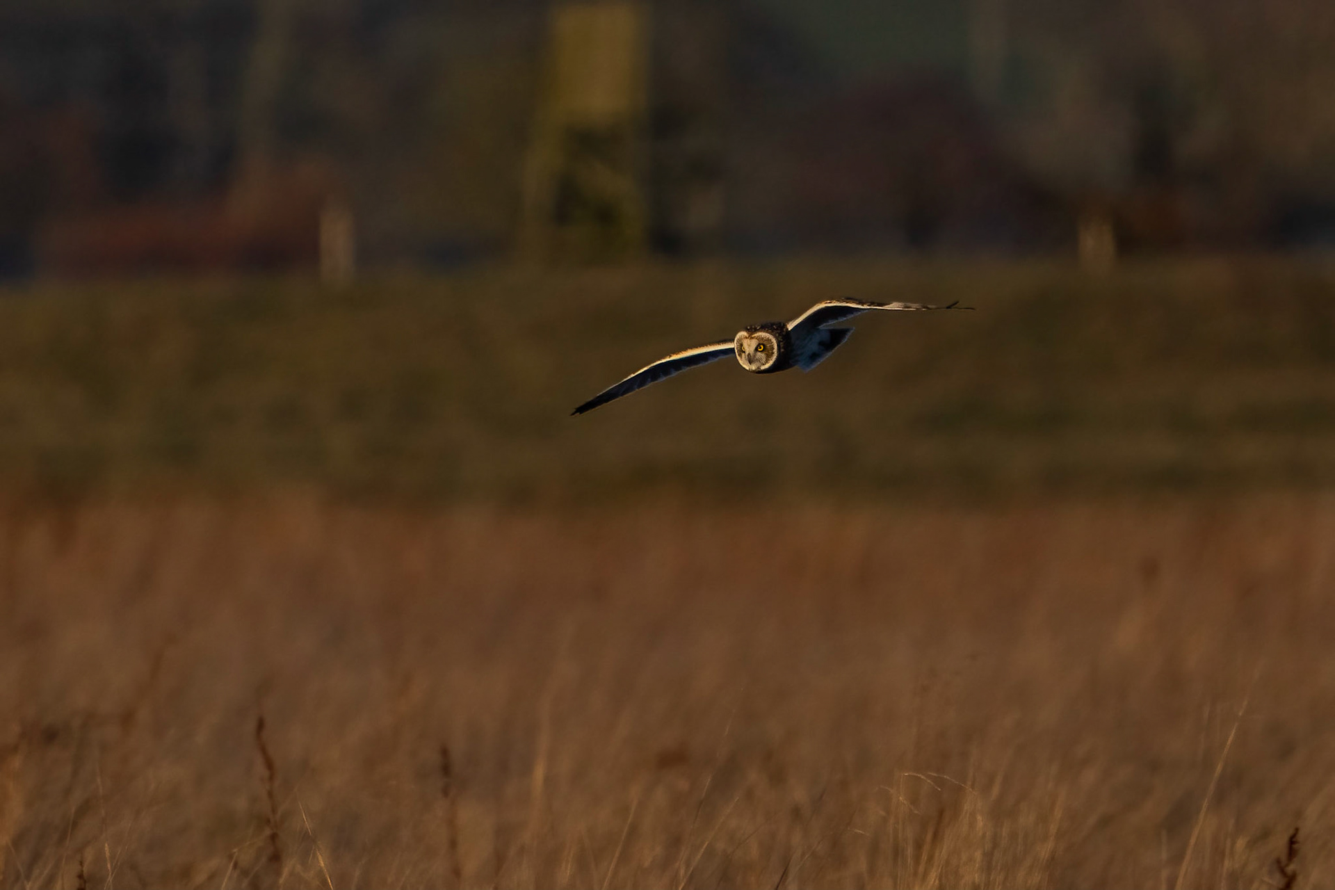 Jorduggla / Short-eared Owl, Sandby mosse 2023