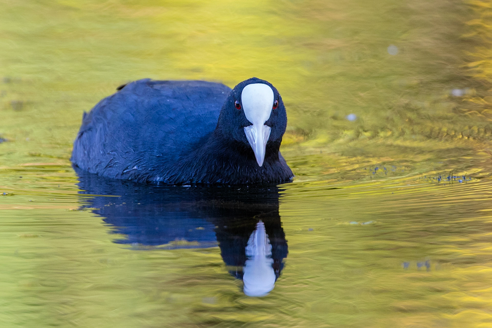 Sothöna / Eurasian Coot, Ribersborg Malmö 2017
