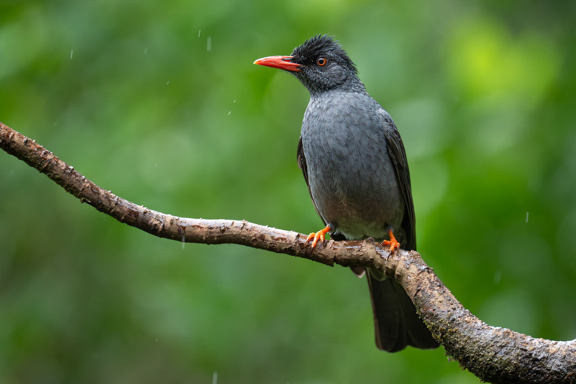 Square-tailed Bulbul / Tvärstjärtad bulbyl, Sinhiraja, Sri Lanka 2025