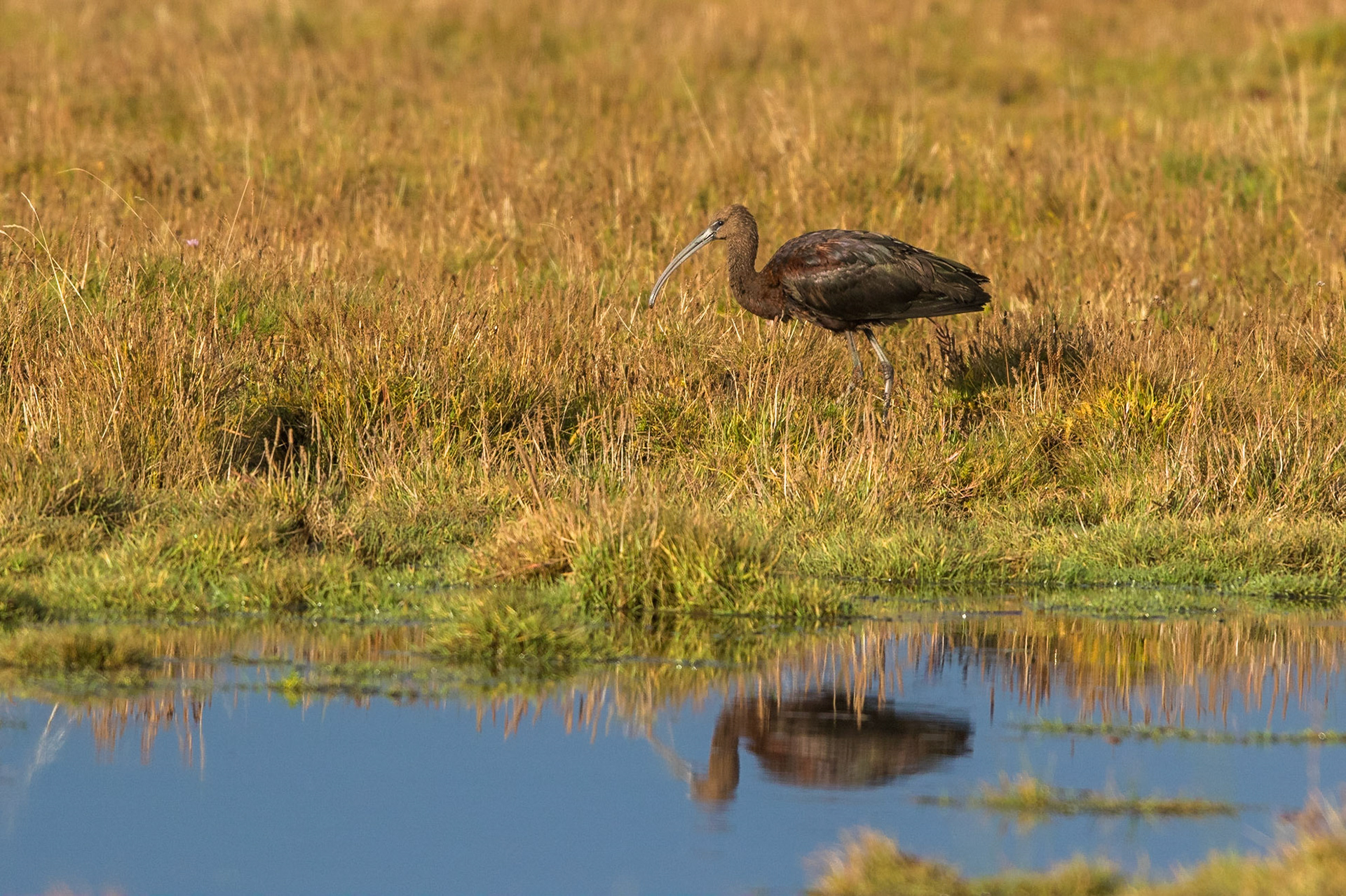 Bronsibis / Glossy Ibis, Skanör 2015