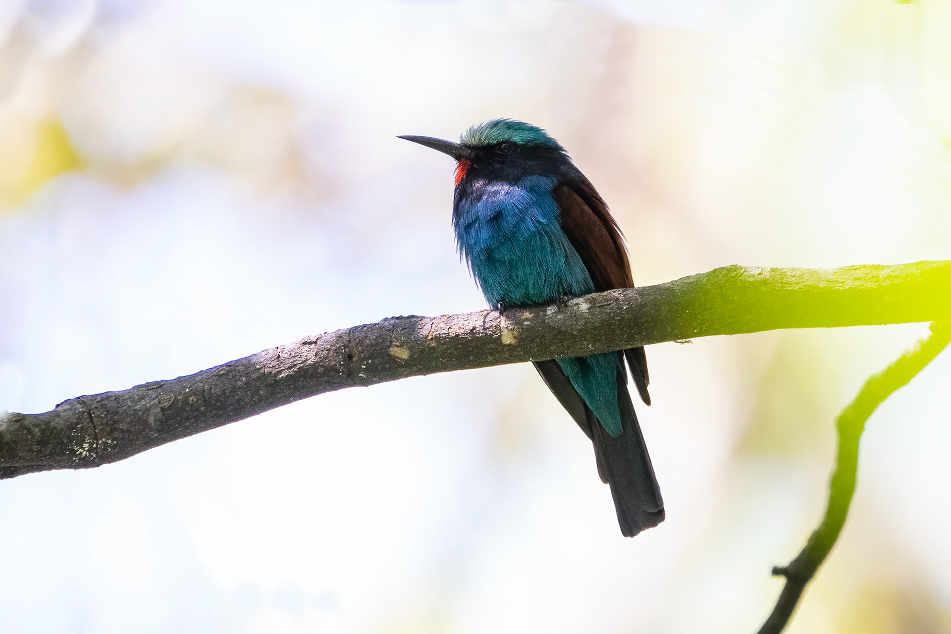 Blåhuvad biätare / Blue-headed Bee-eater, Kakamega Kenya 2022