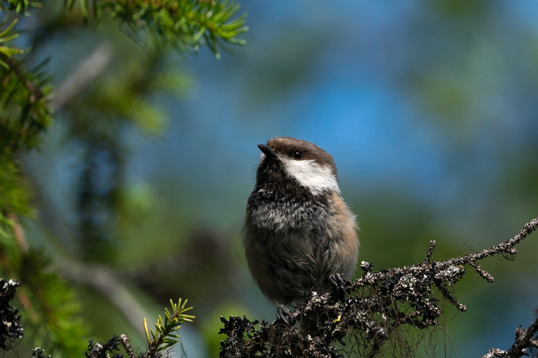 Lappmes / Siberian Tit, Aptasvare 2022
