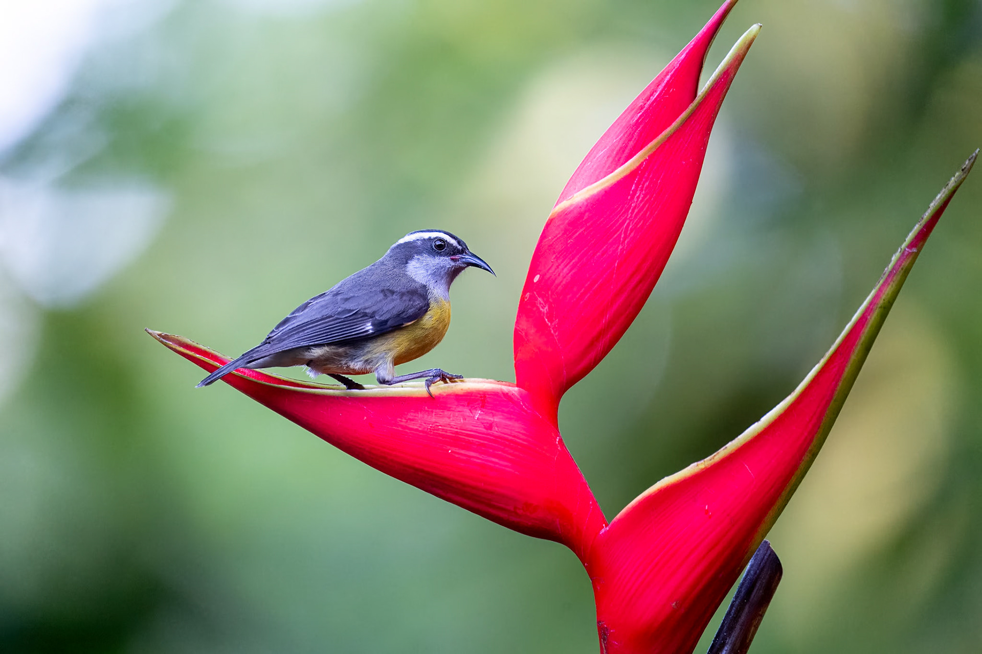 Bananaquit / Banansmyg, Plumas y Picos, Costa Rica 2024