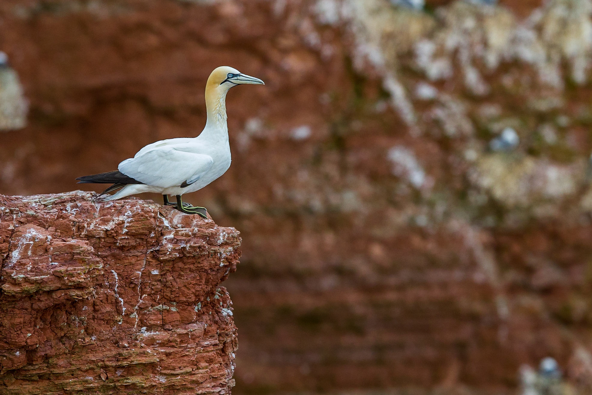 Havssula / Northern Gannet, Helgoland, Germany 2012