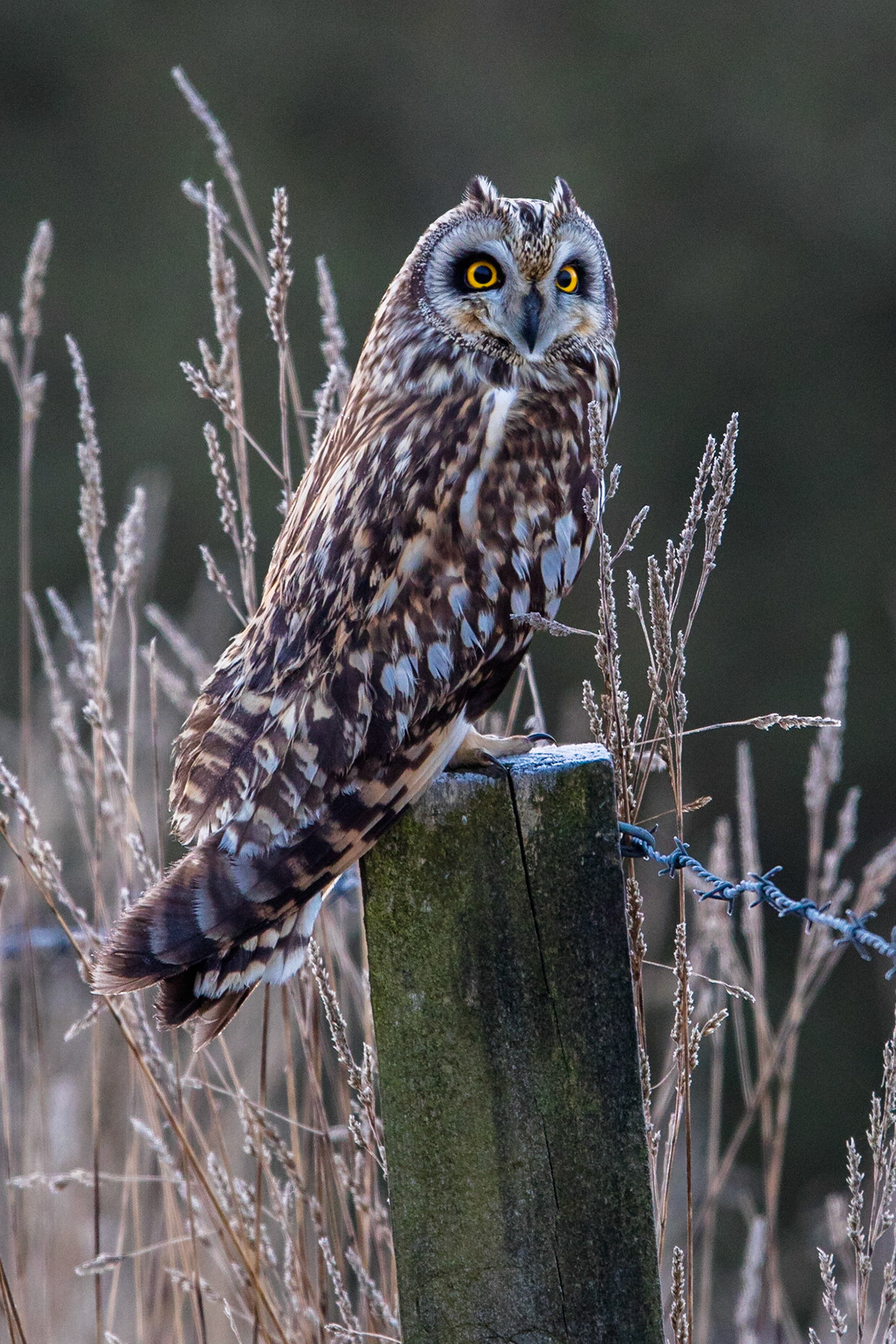 Jorduggla / Short-eared Owl, Sandby mosse 2015