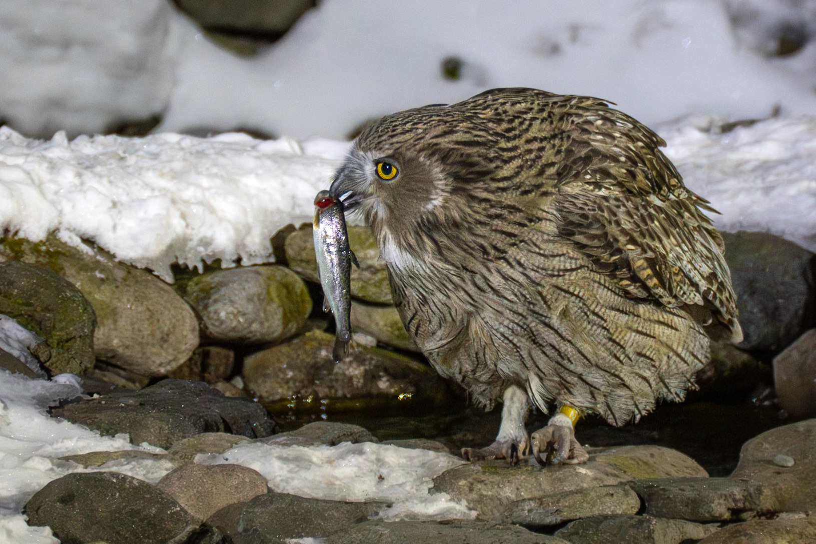 Jättefiskuv / Blakiston's Fish Owl, Rausu, Japan 2025