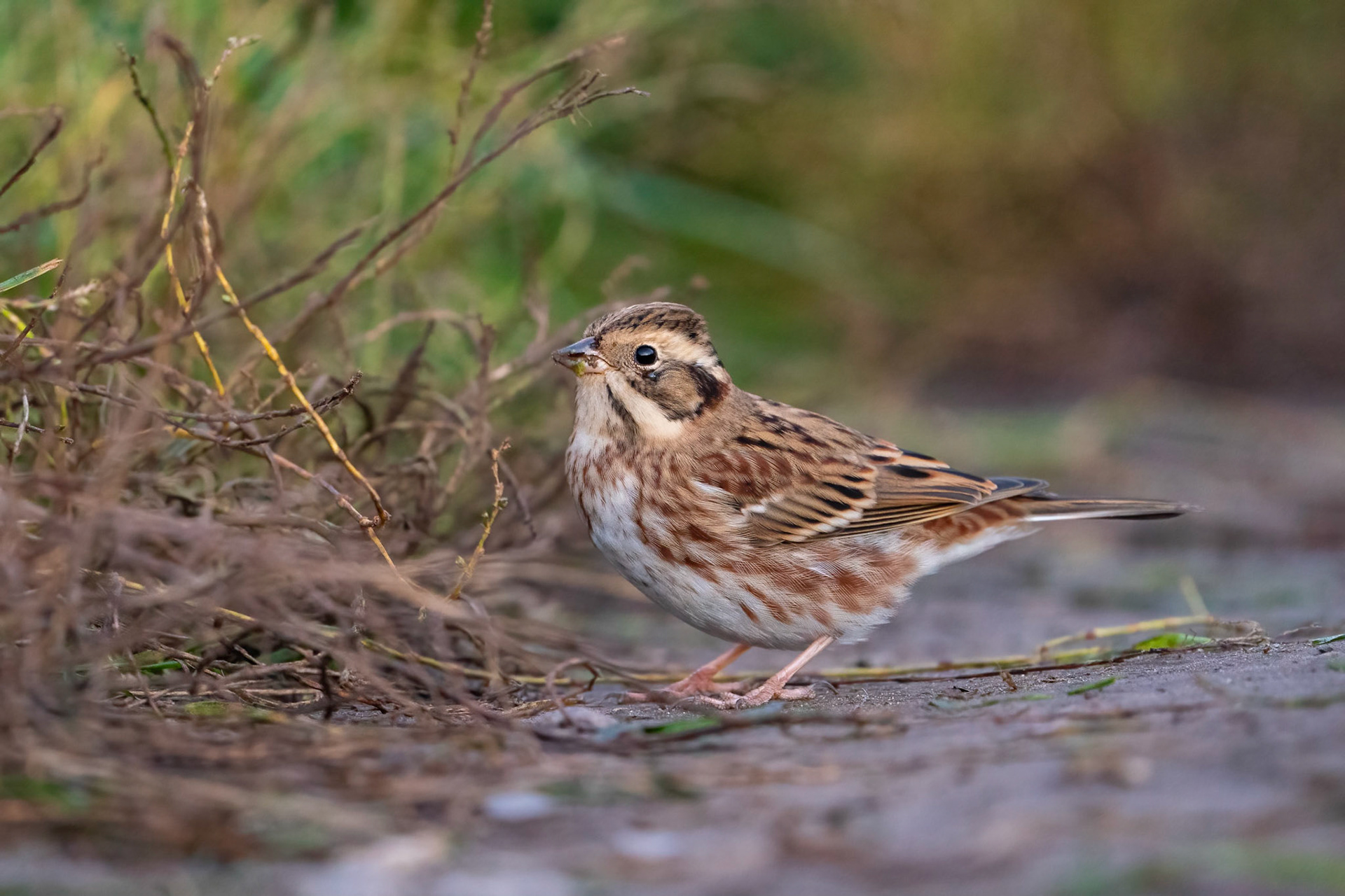 Videsparv / Rustic Bunting, Ribbersborg Malmö 2021