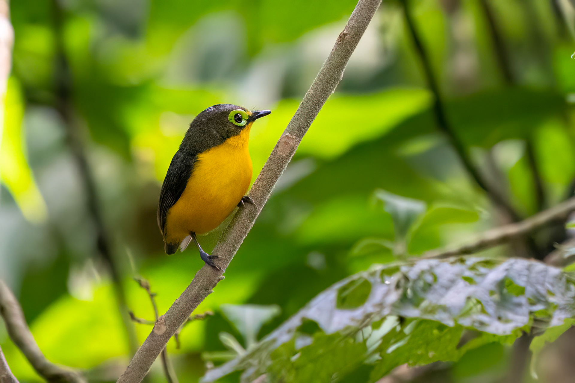 Saffransfliköga / Yellow-bellied Wattle-eye, Kakamega Kenya 2022
