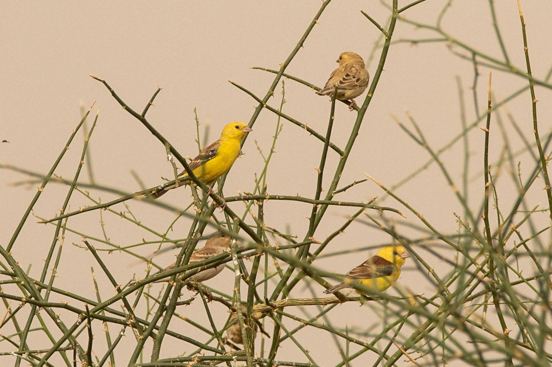 Sudanguldsparv / Sudan Golden Sparrow, Diatar, Senegal 2019