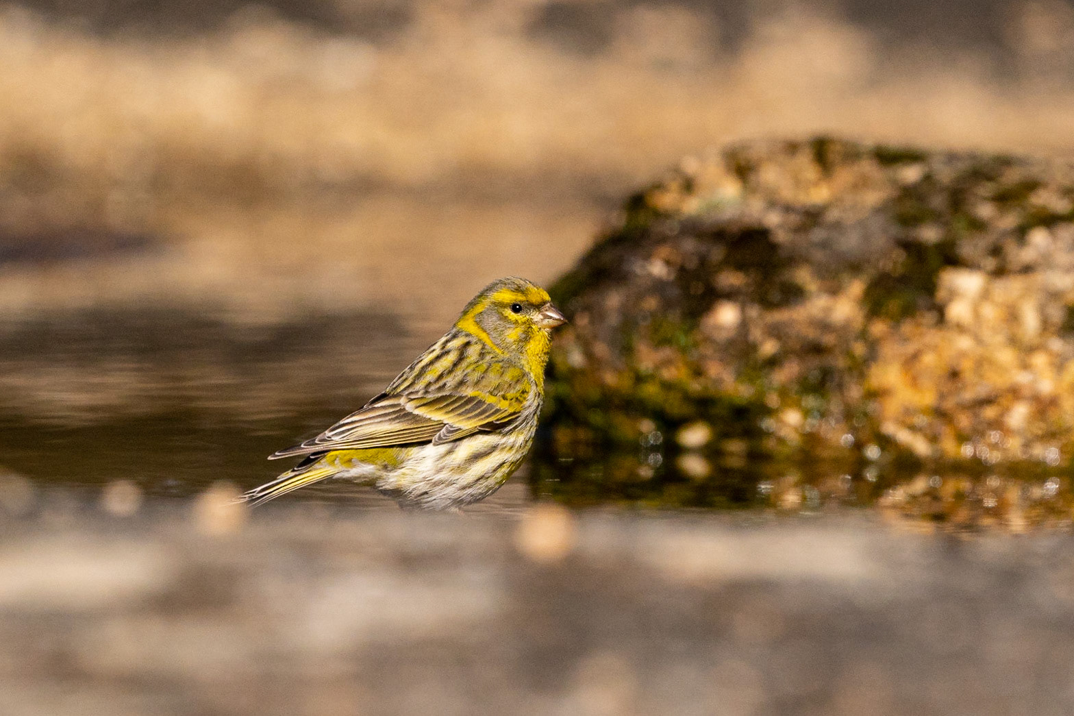Gulhämpling / European Serin, Sierra du Andujar, Spanien 2022