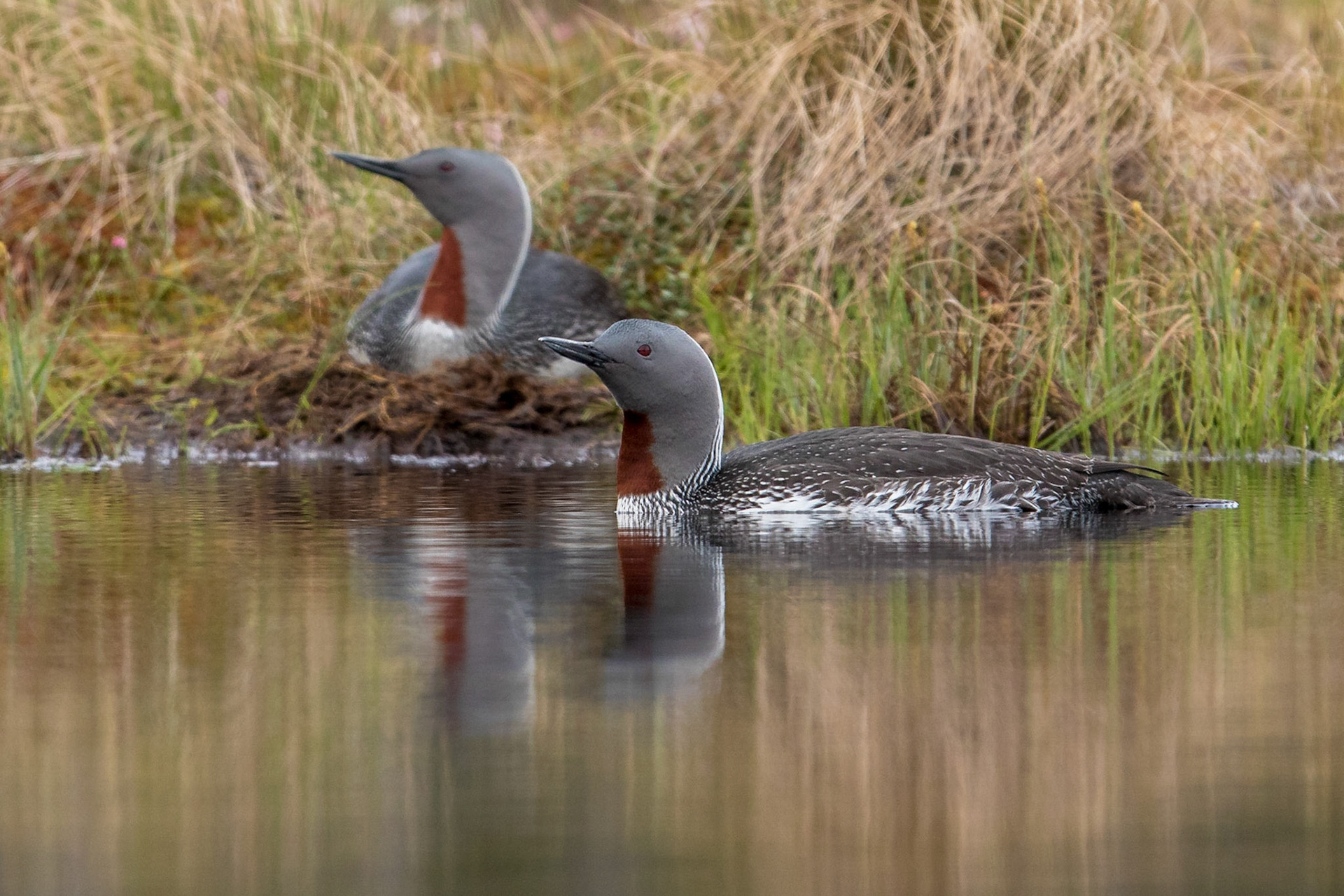 Smålom / Red-throated Diver, Knuthöjdsmossen 2016