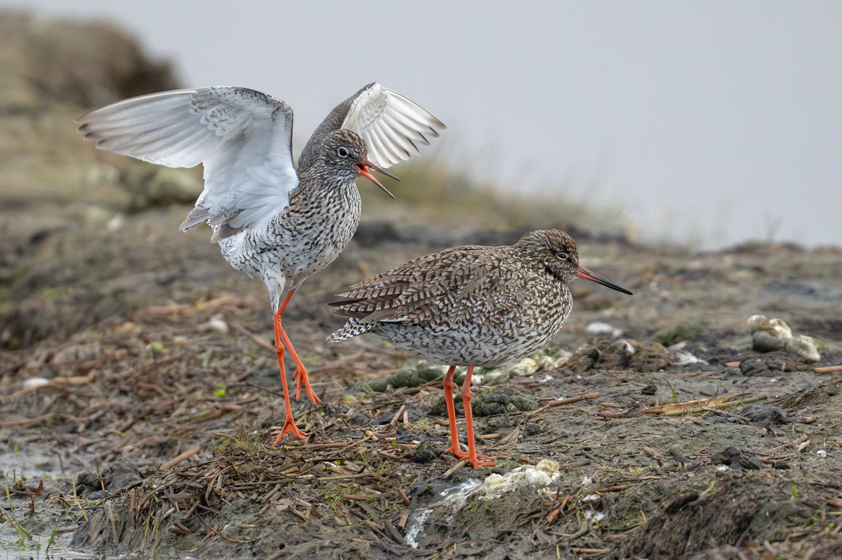 Rödbena / Common Redshank, Trönninge ängar 2025