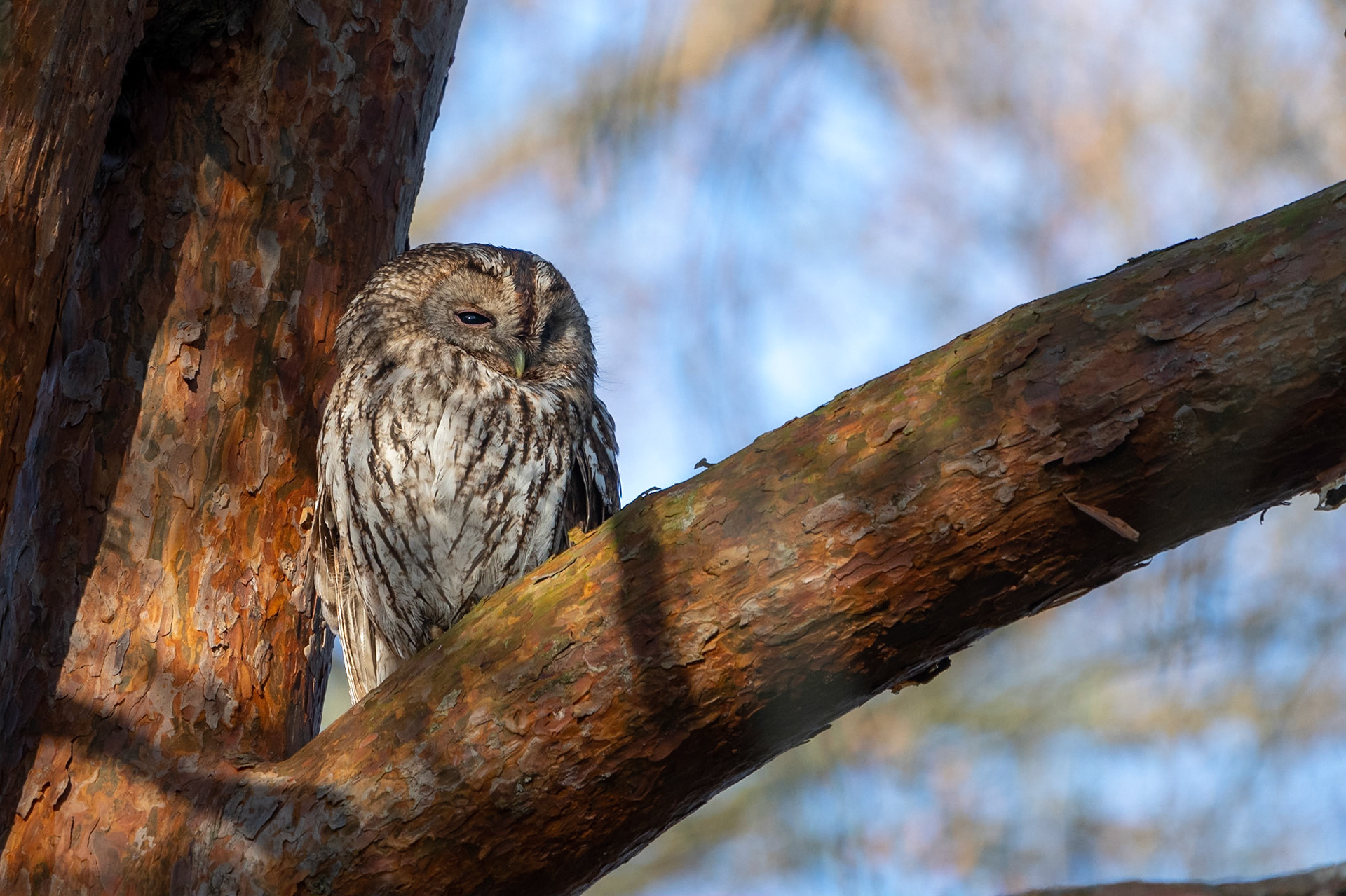 Kattuggla / Tawny Owl, Botan Lund 2023
