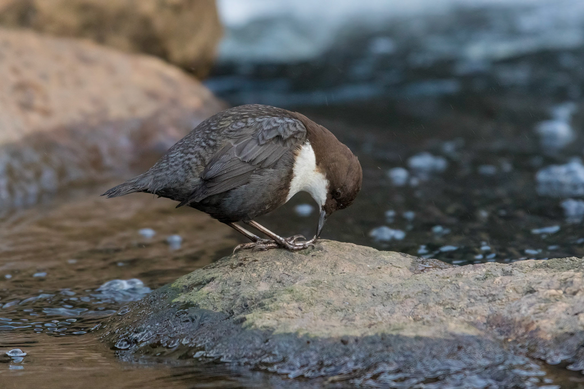 Strömstare / White-throated Dipper, Rinnebäcksravinen Lund 2016