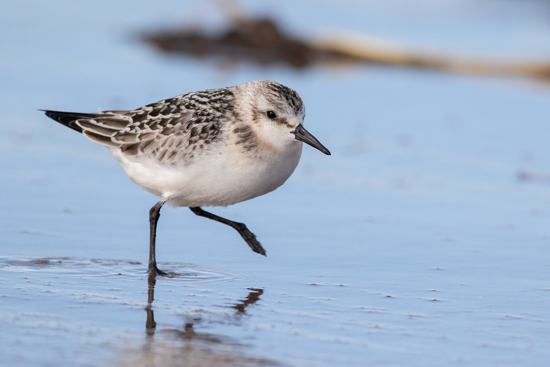 Sandlöpare / Sanderling, Skummeslövstrand 2018