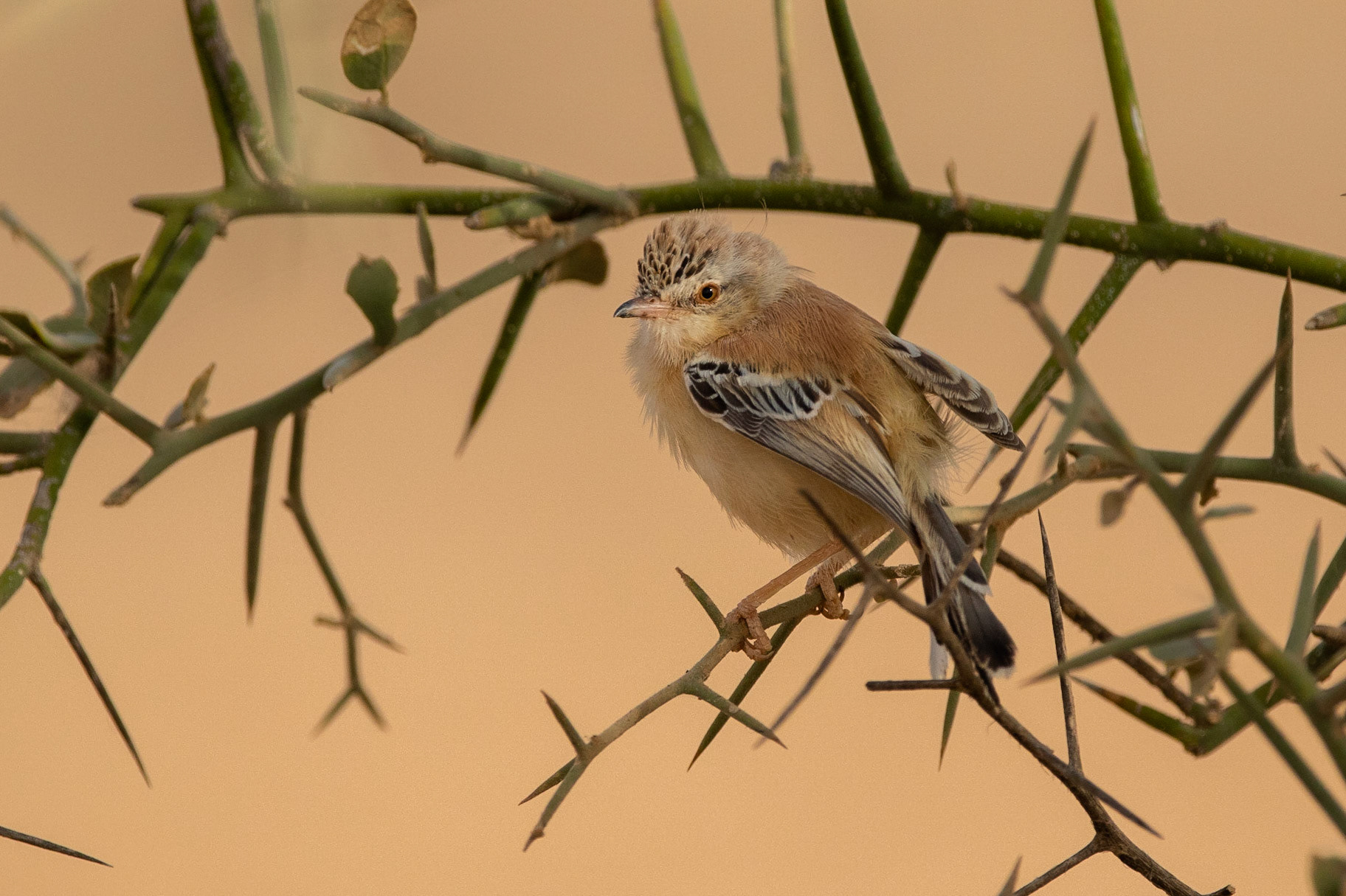 Sahelsångare / Cricket Warbler, Richard toll airport, Senegal 2019